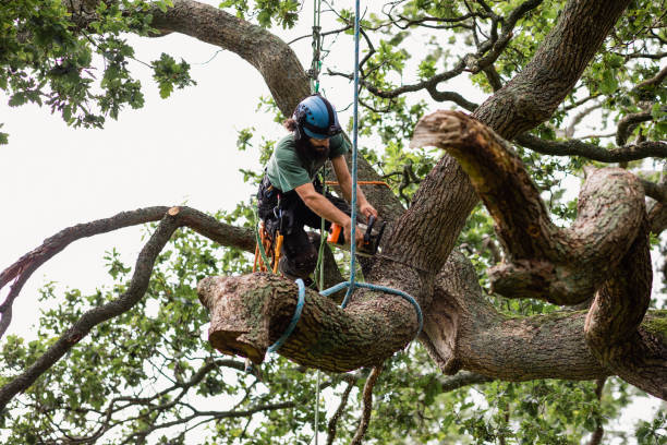 How Our Tree Care Process Works  in  Hudson Oaks, TX