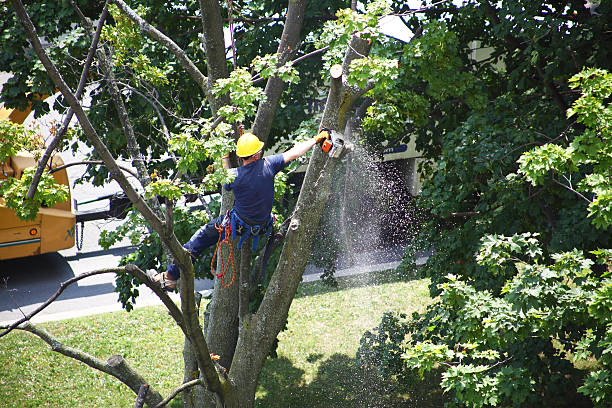 Best Tree Cabling and Bracing  in Hudson Oaks, TX