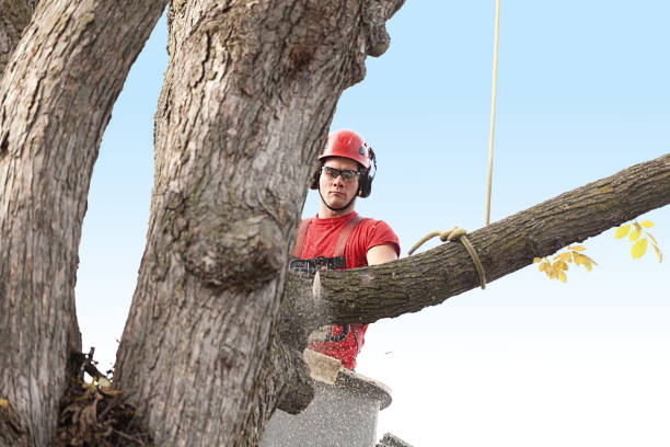 Best Seasonal Cleanup (Spring/Fall)  in Hudson Oaks, TX